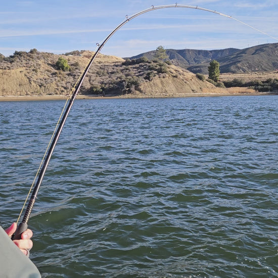 This image shows 3 striped bass being landed on an EZ U-Rig. They were caught trolling on a downrigger from 75 foot down.