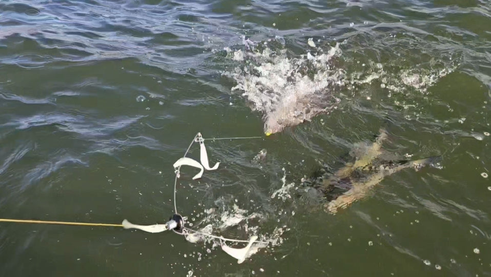 A video capture showing an EZ U-Rig in use. It's just above the water with 3 fish visible just below the surface. One fish is splashing.